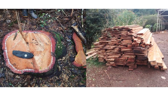 Quedas – Homem é preso por crime ambiental